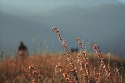 Close-up of dry plants on field against sky