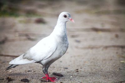 Close-up of seagull perching on a land