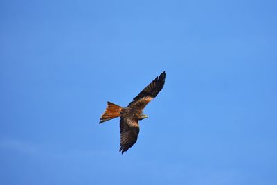 Low angle view of red kite flying against blue sky 