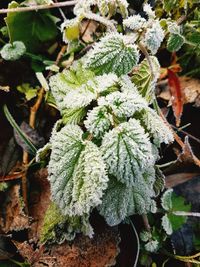 Close-up of frozen plants during winter