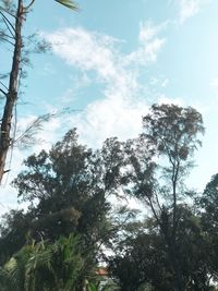 Low angle view of trees in forest against sky