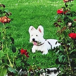 View of a dog on green plants