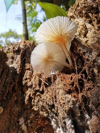 Close-up of white mushrooms growing on field