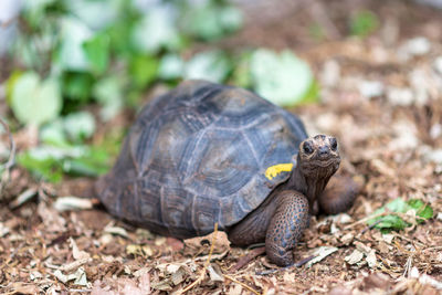 Close-up of turtle on field