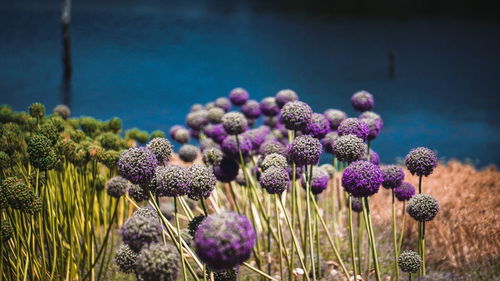 Close-up of purple flowering plant on field