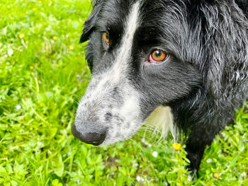 Close-up of dog on grassy field