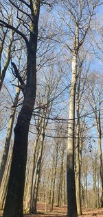 Low angle view of bare trees against sky