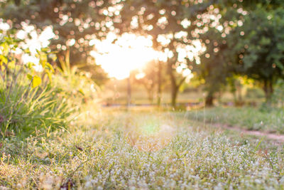Scenic view of grassy field in park
