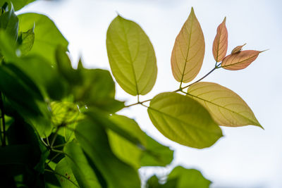 leaf