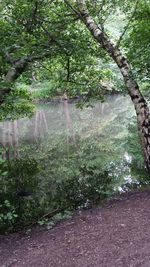 Trees in forest