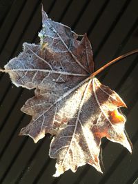 leaf