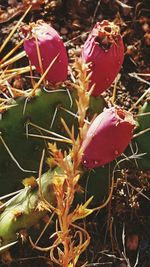 Close-up of pink flowering plants on land