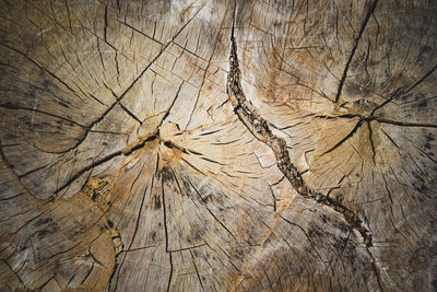 Full frame shot of tree stump in forest