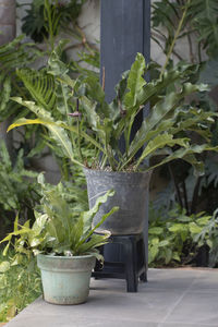 Close-up of potted plant