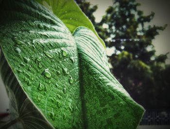Close-up of leaf