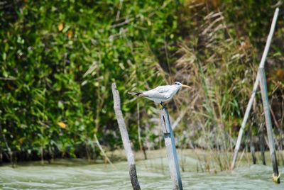 High angle view of gray heron perching on a tree