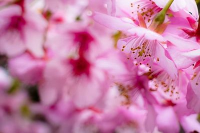 Close-up of pink flower