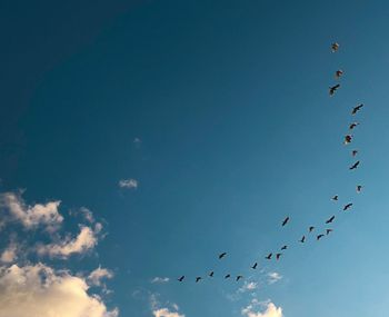 Low angle view of birds flying in sky