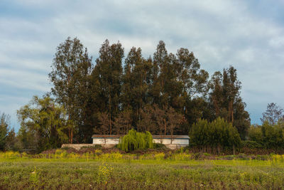 Trees on field against sky