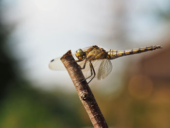 Close-up of dragonfly on twig