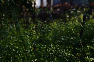 Close-up of plants growing on land