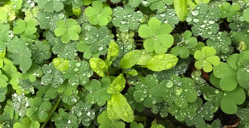 Full frame shot of wet leaves