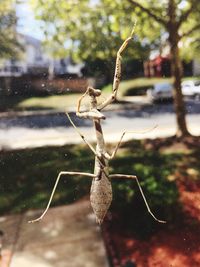 Close-up of insect on tree