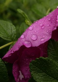 Close-up of water drops on pink flower