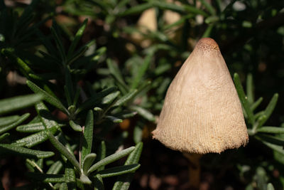 Close-up of mushroom growing on tree