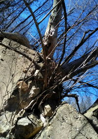 Low angle view of tree against sky