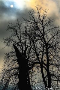 Silhouette of bare tree against dramatic sky