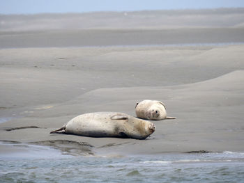 View of sheep on beach