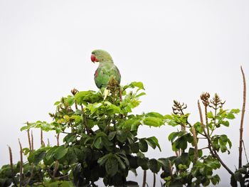 Low angle view of parrot perching on tree against sky