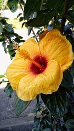 Close-up of flower growing on tree