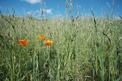 Close-up of poppy flowers blooming against sky