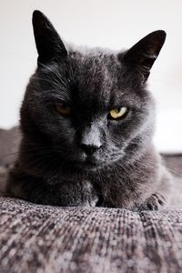 Close-up portrait of cat