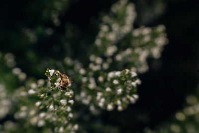 Close-up of insect on plant