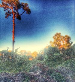 Sun shining through trees