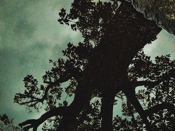 Low angle view of trees against sky