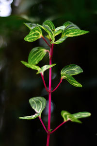 Close-up of green plant