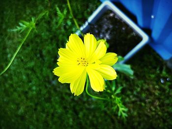 Close-up of yellow flower blooming outdoors