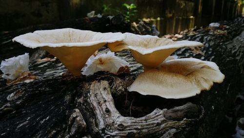 Close-up of mushrooms growing on tree trunk