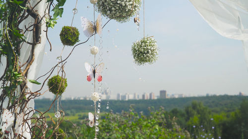 plant