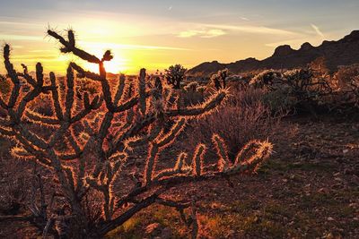 Plants growing on land against sky during sunset