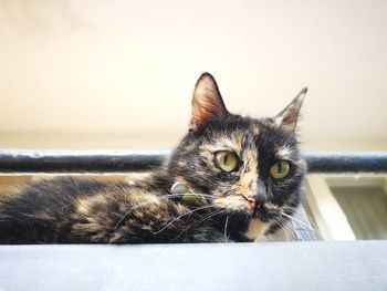 Close-up portrait of a cat