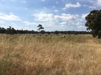 View of sheep on field against sky