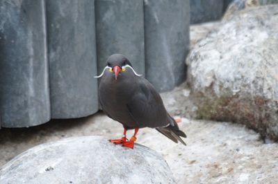 Close-up of bird