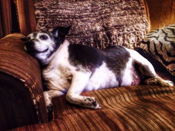 Portrait of dog relaxing on floor