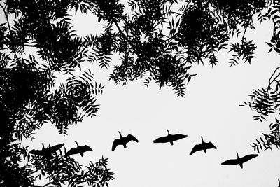 Low angle view of silhouette birds flying