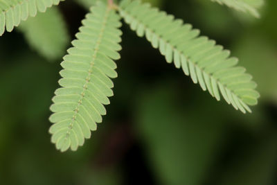 Close-up of fresh green leaves